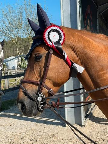 Competitieve 6 jarige ruin - springpaard - paard beschikbaar voor biedingen