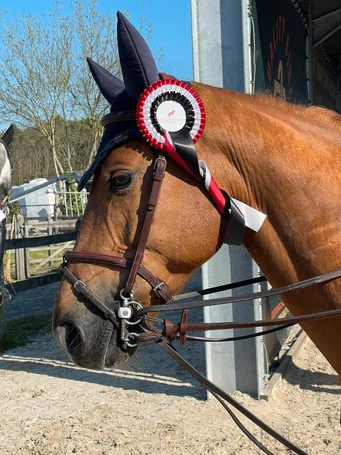 Competitieve 6 jarige ruin - springpaard - paard, Dieren en Toebehoren, Paarden, Ruin, Z, 160 tot 165 cm, 3 tot 6 jaar, Springpaard