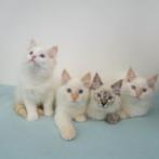 Ragdoll kittens te koop, Gechipt, Meerdere dieren, 0 tot 2 jaar
