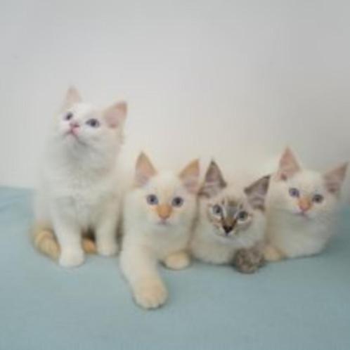 Ragdoll kittens te koop, Dieren en Toebehoren, Katten en Kittens | Raskatten | Langhaar, Meerdere dieren, 0 tot 2 jaar, Gechipt