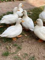 Kwakertje, Dieren en Toebehoren, Pluimvee, Mannelijk, Eend