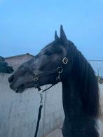 2 jarige ruin, Animaux & Accessoires, Chevaux, Hongre, 165 à 170 cm, Vermifugé