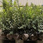 Osmanthus Burkwoodii!, Tuin en Terras, Ophalen, Taxus