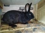Voedster 10 maanden oud, Vrouwelijk, Middelgroot, 0 tot 2 jaar