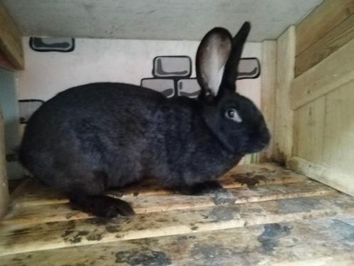 Voedster 10 maanden oud, Dieren en Toebehoren, Konijnen, Middelgroot, Vrouwelijk, 0 tot 2 jaar