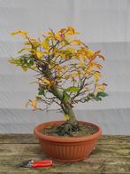 Bonsai, Fagus sylvatica, Tuin en Terras, Ophalen of Verzenden, In pot