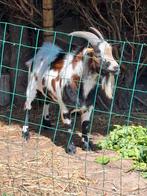 Geiten bokbte koop . Dekt supper, Dieren en Toebehoren, Schapen, Geiten en Varkens