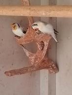 Jonge Siberische Distelvinken/ Majoor Putters, Dieren en Toebehoren, Wildzangvogel, Geringd