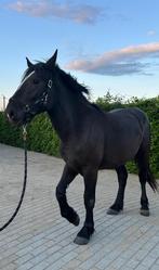 Percheron paard, Animaux & Accessoires, Chevaux, Jument, L, Cheval d'attelage, Avec pedigree