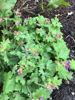 Ideaal plantmoment vaste geranium, Ophalen of Verzenden