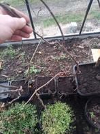 Vijgenstek 1m, Ophalen