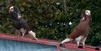 Mooi duiven, Dieren en Toebehoren, Vogels | Duiven