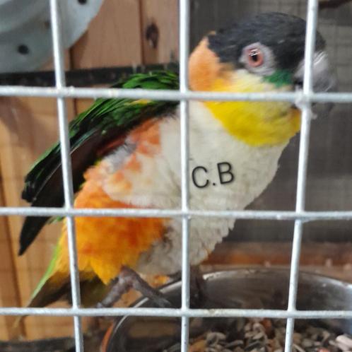 Zwartkop caique man, Dieren en Toebehoren, Vogels | Parkieten en Papegaaien, Papegaai, Mannelijk, Pratend, Geringd