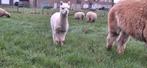 Alpaca hengst veulen, Dieren en Toebehoren, September, Mannelijk