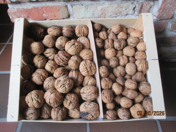 verse noten uit eigen tuin: zeer grote, gewone, kleintjes, Diversen, Levensmiddelen, Ophalen