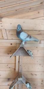 Pigeons, Dieren en Toebehoren, Vogels | Duiven