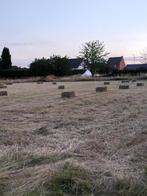 kleine botte hooi tekoop, Zakelijke goederen, Landbouw | Veevoer, Ophalen