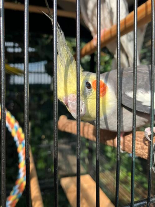 Laatste kans: HALF TAMME VALKPARKIETEN  - KAKARIKI NU 50 EUR, Dieren en Toebehoren, Vogels | Parkieten en Papegaaien, Parkiet