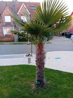 Winterharde palmboom Trachycarpus Fortunei, Tuin en Terras, Ophalen, Palmboom