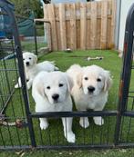 Prachtige golden retriever pups, Dieren en Toebehoren, Golden retriever, België, CDV (hondenziekte), 8 tot 15 weken