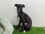 Whippet pups, Dieren en Toebehoren, België, Overige rassen, 8 tot 15 weken, CDV (hondenziekte)
