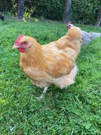 Orpington buff, Mannelijk, Kip