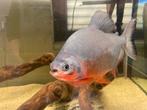 Roodbuik Pacu, Zoetwatervis