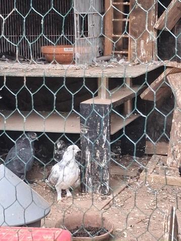 Tuimelaars  beschikbaar voor biedingen