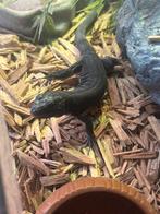 Lacerta - parelhagedis