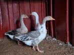 Koppel ganzen kweekrijp, Dieren en Toebehoren, Pluimvee