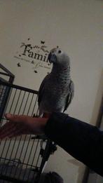 Femelle gris du gabon, Femelle, Perroquet, Parleur