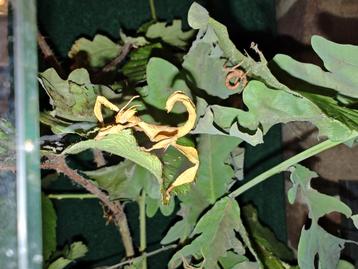 Extatosoma tiaratum psg9 beschikbaar voor biedingen