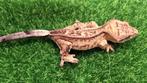 Crested gecko wimpergekko