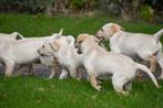 Blonde Labrador pups te koop, Dieren en Toebehoren, Honden | Retrievers, Spaniëls en Waterhonden, België, CDV (hondenziekte), 8 tot 15 weken