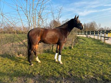 4j dressuurpaard met uitzonderlijk goed karakter  beschikbaar voor biedingen