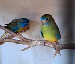 Koppel splendid uitgevlogen half april2025 bijna op kleur, Dieren en Toebehoren, Vogels | Parkieten en Papegaaien