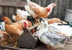Opvang pluimvee!!, Dieren en Toebehoren, Pluimvee