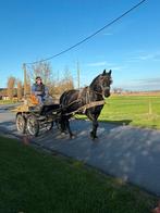 Barock pinto merrie, Dieren en Toebehoren, Merrie, 3 tot 6 jaar, L, Gechipt
