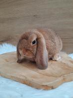 Cinnamon minilop rammetje, Mannelijk, Dwerg, Hangoor, 0 tot 2 jaar