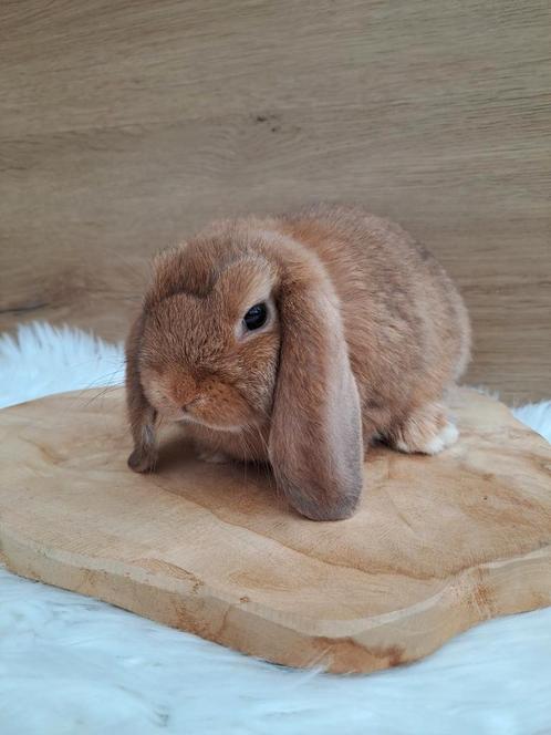 Cinnamon minilop rammetje, Dieren en Toebehoren, Konijnen, Dwerg, Mannelijk, 0 tot 2 jaar, Hangoor