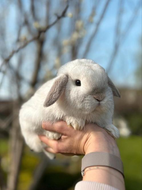 Minilop konijn, Dieren en Toebehoren, Konijnen, Meerdere dieren