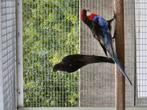 Bewezen kweekkoppel rosella zwart, Dieren en Toebehoren