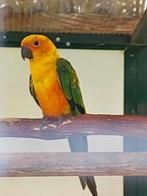 Zonparkiet, Dieren en Toebehoren, Vogels | Parkieten en Papegaaien