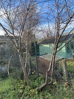 Kerselaars, Tuin en Terras, Planten | Bomen, Ophalen of Verzenden, Lente, Overige soorten, 100 tot 250 cm