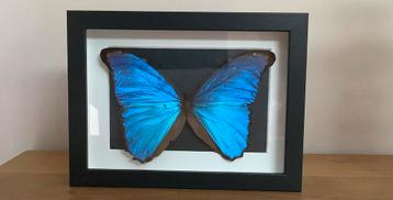 Grote MORPHO vlinder in kader beschikbaar voor biedingen