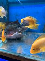 Aquarium 1 m, Animaux & Accessoires, Enlèvement ou Envoi