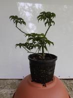 Acer 'Shishigashira' voor bonsai, Enlèvement