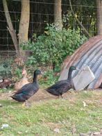Eenden nog 2 woerden, Dieren en Toebehoren