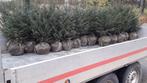 Haagplanten Taxus Baccata, Ophalen, Taxus, Haag