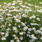 Kalimeris Mon Jardin, Ophalen